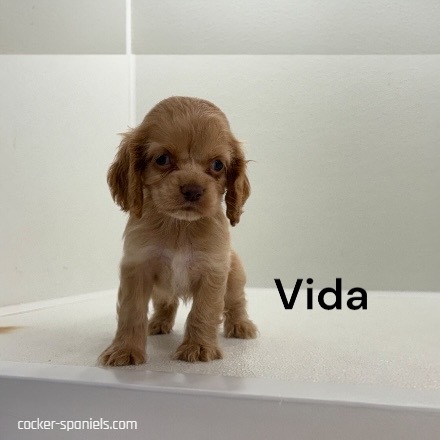 puppy, for, sale, Cocker Spaniel, Joe & Cherri  Overlease, dog, breeder, Miller, MO, dog-breeder, puppy-for-sale, forsale, nearby, find, puppyfind, locator, puppylocator, aca